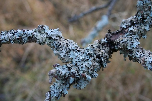 + lichen on the apple tree trunk