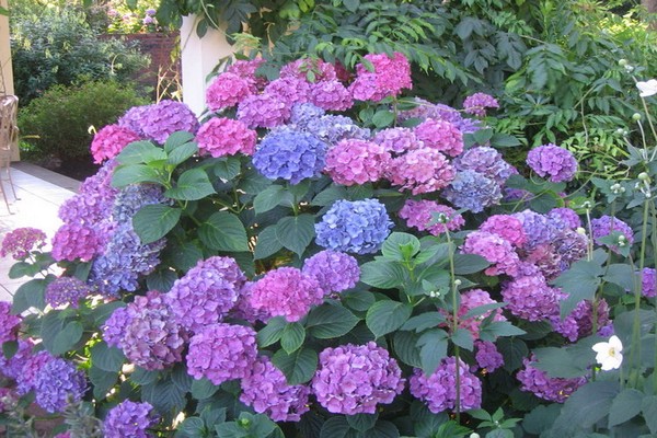 hydrangea macrophylla