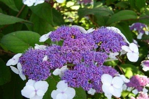 hoa cẩm tú cầu thô macrophylla