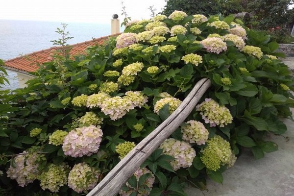 hydrangea macrophylla