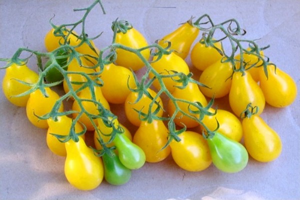 tomates jaunes + pour l'hiver