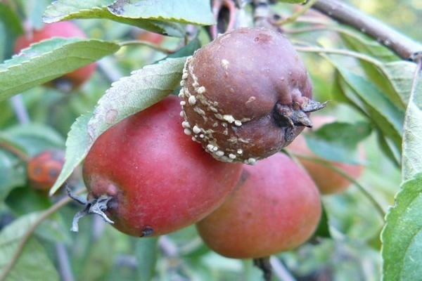 moniliosis على وصف الصورة التفاح والعلاج