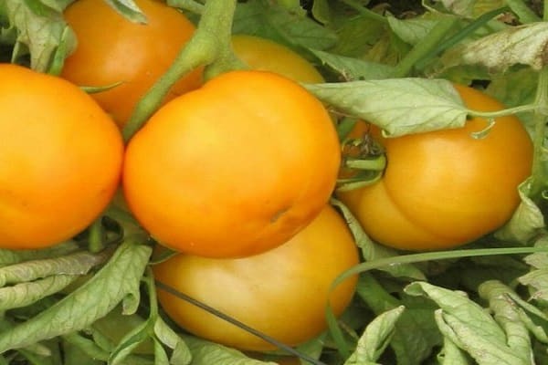 tomates jaunes + pour l'hiver