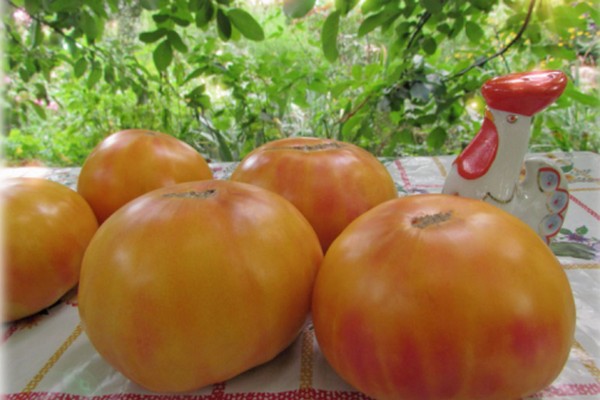 tomates jaunes + pour l'hiver