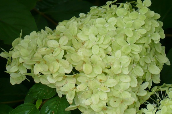 trồng hoa cẩm tú cầu + ở Ural