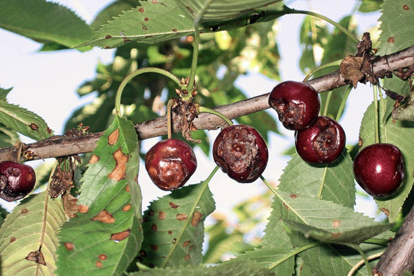 Pourquoi les cerises sèchent