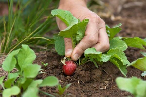 planting radishes in open ground