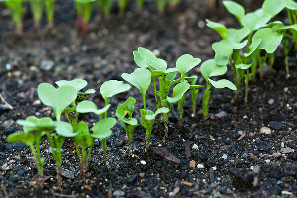 trồng các giống củ cải