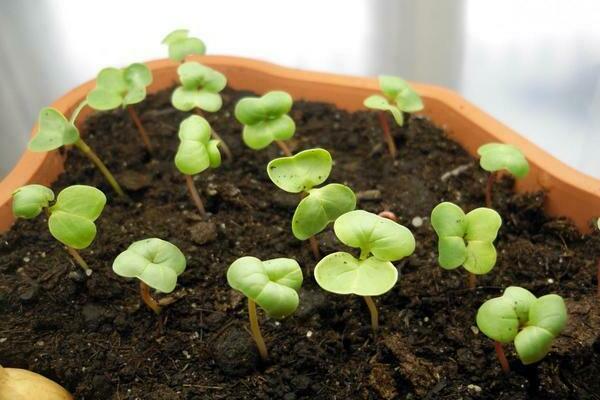 trồng củ cải trong ô