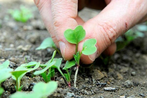 trồng củ cải trên bãi đất trống