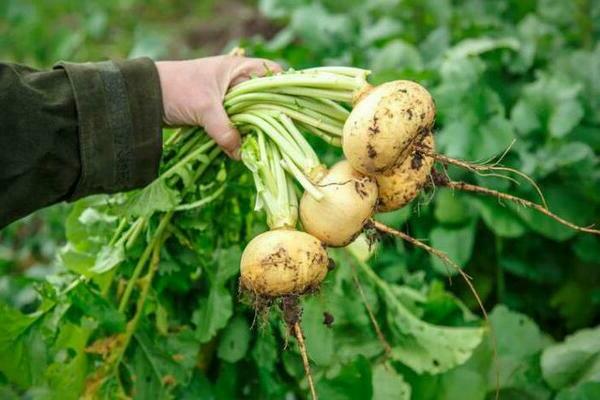 planting turnips in open ground