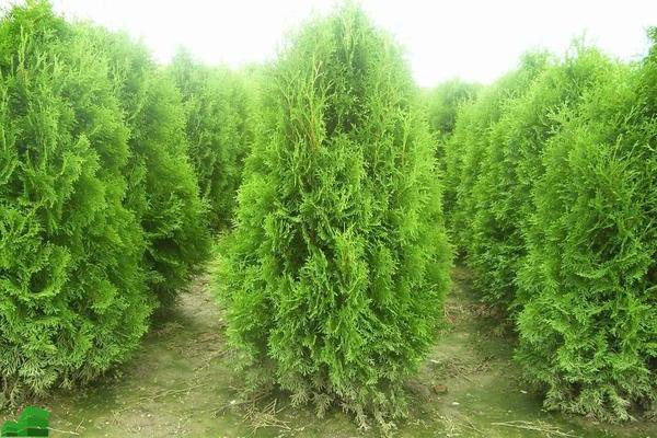 Thuja: trồng và chăm sóc