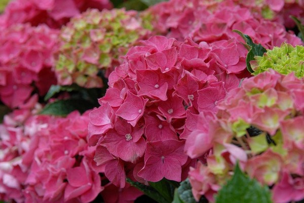 species ng hydrangea