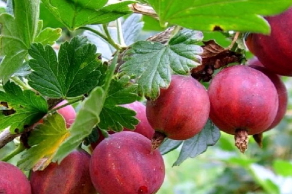 стандартно цариградско грозде как да расте