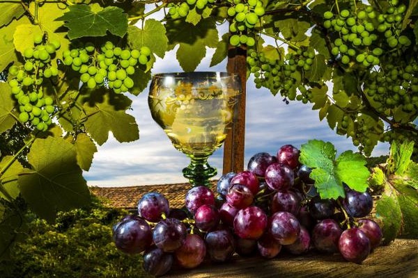 Penerangan pelbagai jenis anggur Saperavi