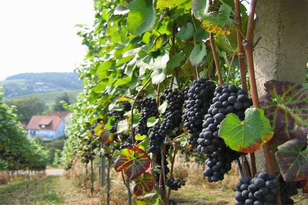 saperavi grape variety