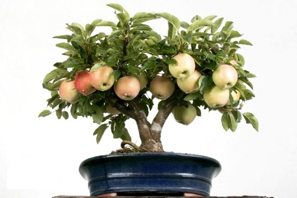 زراعة شجرة تفاح + من البذور
