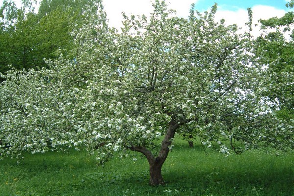 varietà di mele semerenko