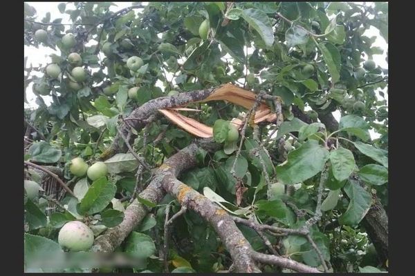 The branch of the apple tree broke what to do