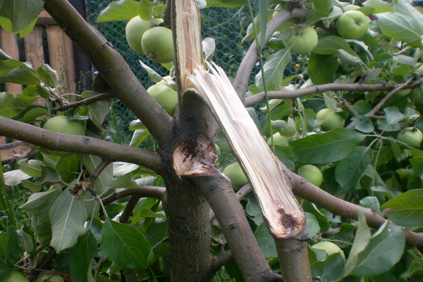 какво да направите, ако клон на младо ябълково дърво се счупи