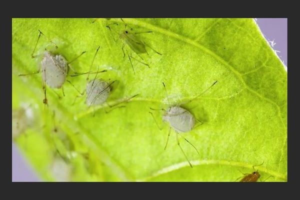 Aphids on petunia: how to get rid