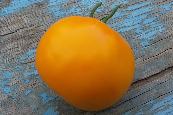 Penerangan tomato persimmon
