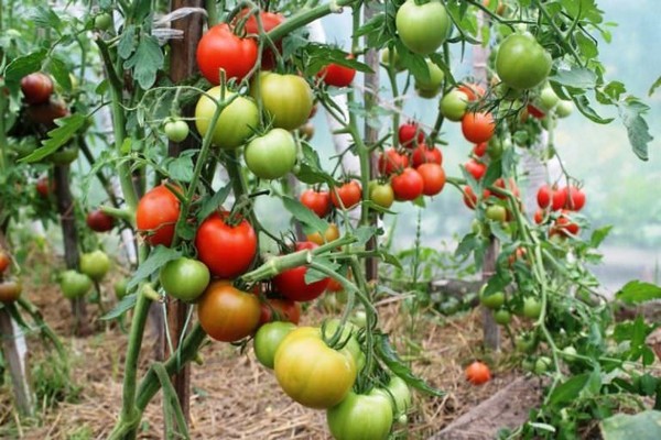 وصف الطماطم الذواقة
