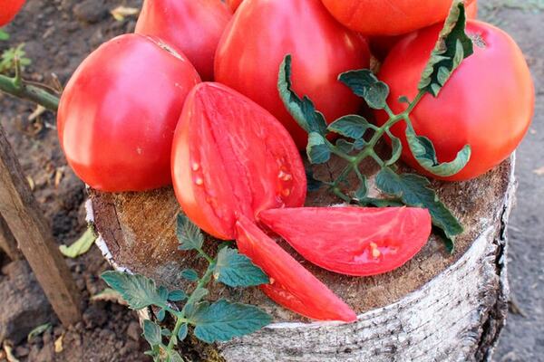 Penerangan pelbagai Tomato Grandee