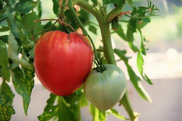 Descrizione della varietà di pomodoro grande