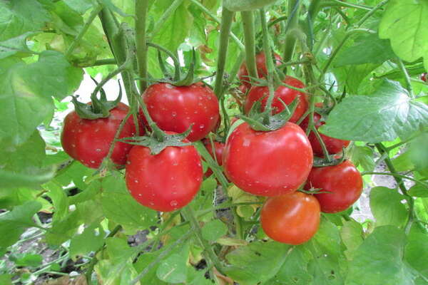 pelbagai jenis tomato untuk wilayah Moscow