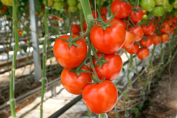 jenis tomato terbaik untuk rantau Moscow