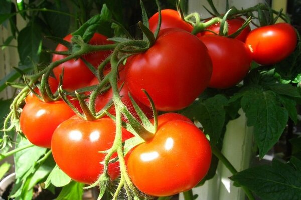 tomato untuk ulasan wilayah Moscow