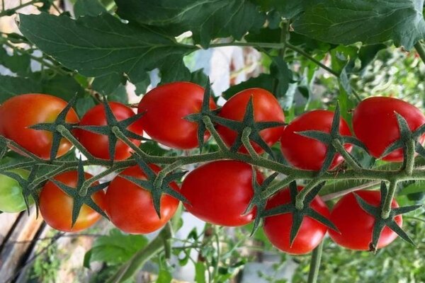 tomato di rantau Moscow