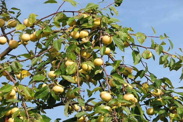 số lượng lớn cây táo Ural