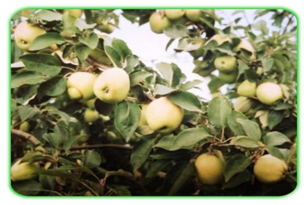 Снимка на ябълково дърво в насипно състояние