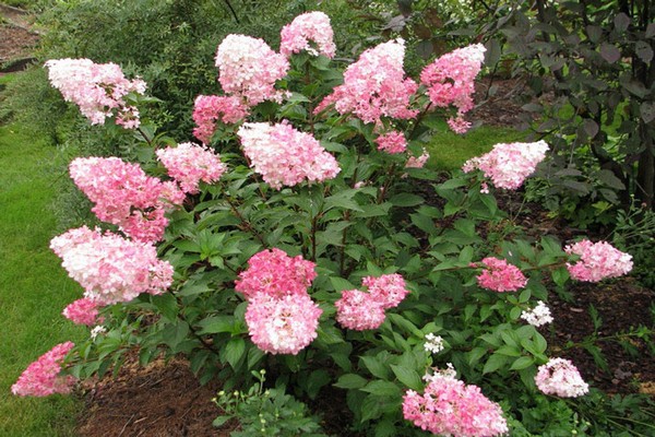 hortensia arter