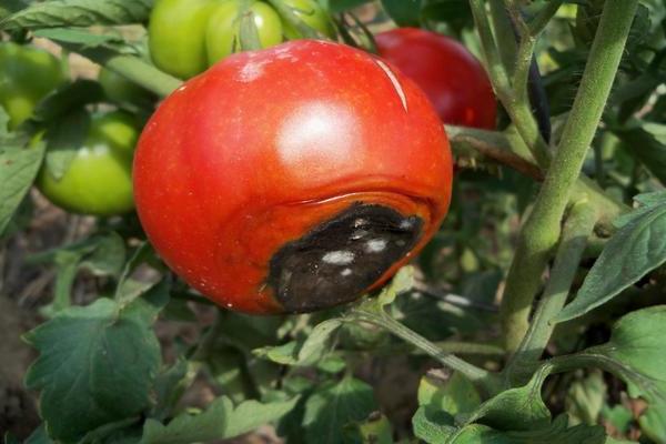 Горно гниене на домати