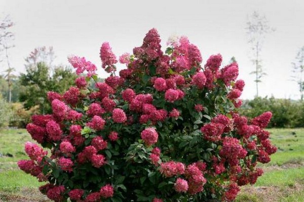 species ng hydrangea