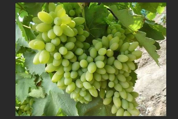 Anggur Timur: penerangan mengenai varieti, varieti