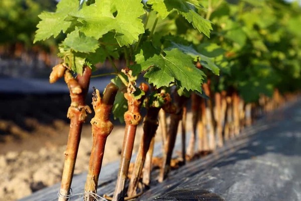 Anggur Timur: penerangan mengenai varieti, peraturan penanaman