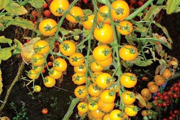 tomates jaunes + en serre