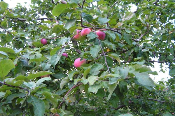 penerangan pokok epal Moscow pir
