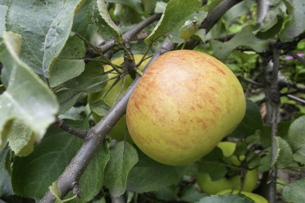 описание на ябълково дърво с канела на ивици