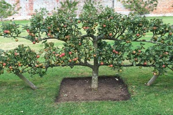 زحف شجرة التفاح