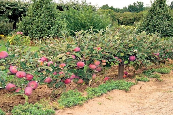 Creeping apple tree: care