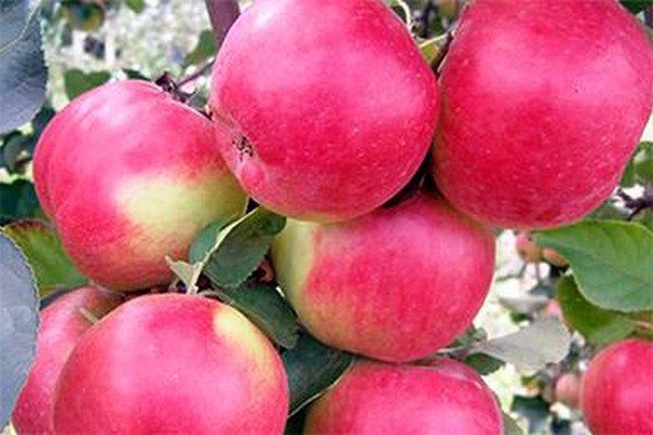 متنوعة التفاح Zhigulevskoe