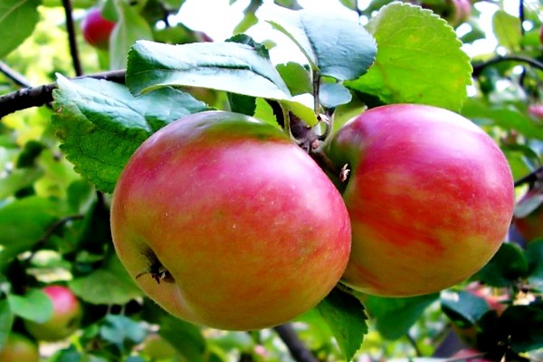 وصف شجرة التفاح Zhigulevskoe