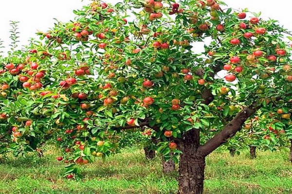 صور شجرة التفاح Zhigulevskoe