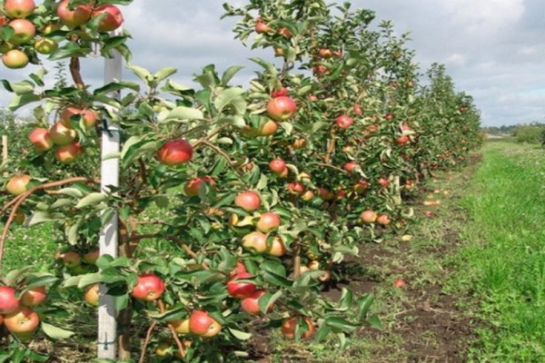 وصف شجرة التفاح Zhigulevskoe الصورة