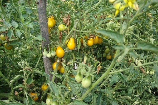 tomato kuning + di rumah hijau